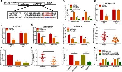 CircARVCF Contributes to Cisplatin Resistance in Gastric Cancer by Altering miR-1205 and FGFR1